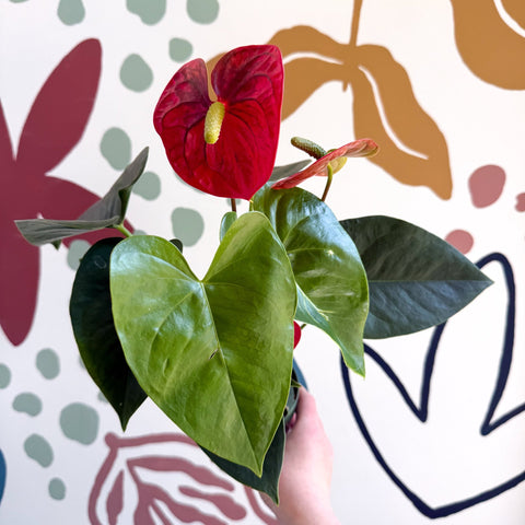 Anthurium andraeanum 'Royal Champion' Red Flamingo Flower - Sprouts of Bristol