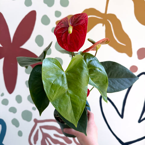 Anthurium andraeanum 'Royal Champion' Red Flamingo Flower - Sprouts of Bristol
