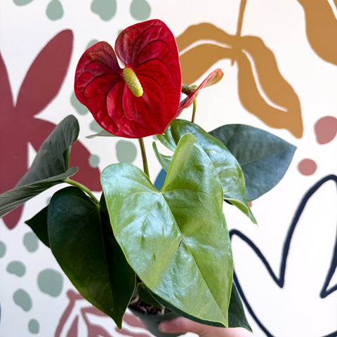 anthurium red champion care Anthurium andraeanum 'Royal Champion' Red Flamingo Flower – Sprouts of Bristol