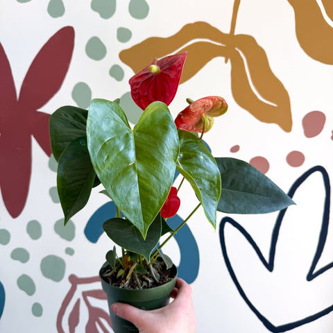 Anthurium andraeanum 'Royal Champion' Red Flamingo Flower - Sprouts of Bristol