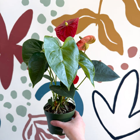 Anthurium andraeanum 'Royal Champion' Red Flamingo Flower - Sprouts of Bristol