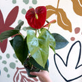 Anthurium andraeanum 'Royal Champion' Red Flamingo Flower - Sprouts of Bristol