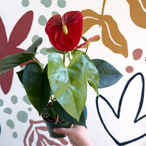 Anthurium andraeanum 'Royal Champion' Red Flamingo Flower - Sprouts of Bristol