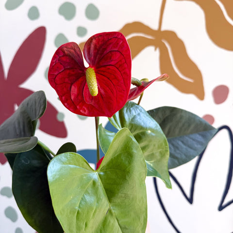 anthurium andreanum red winner Anthurium andraeanum 'Royal Champion' Red Flamingo Flower – Sprouts of Bristol