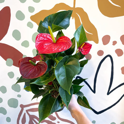 anthurium red success Anthurium andraeanum 'Success Red'