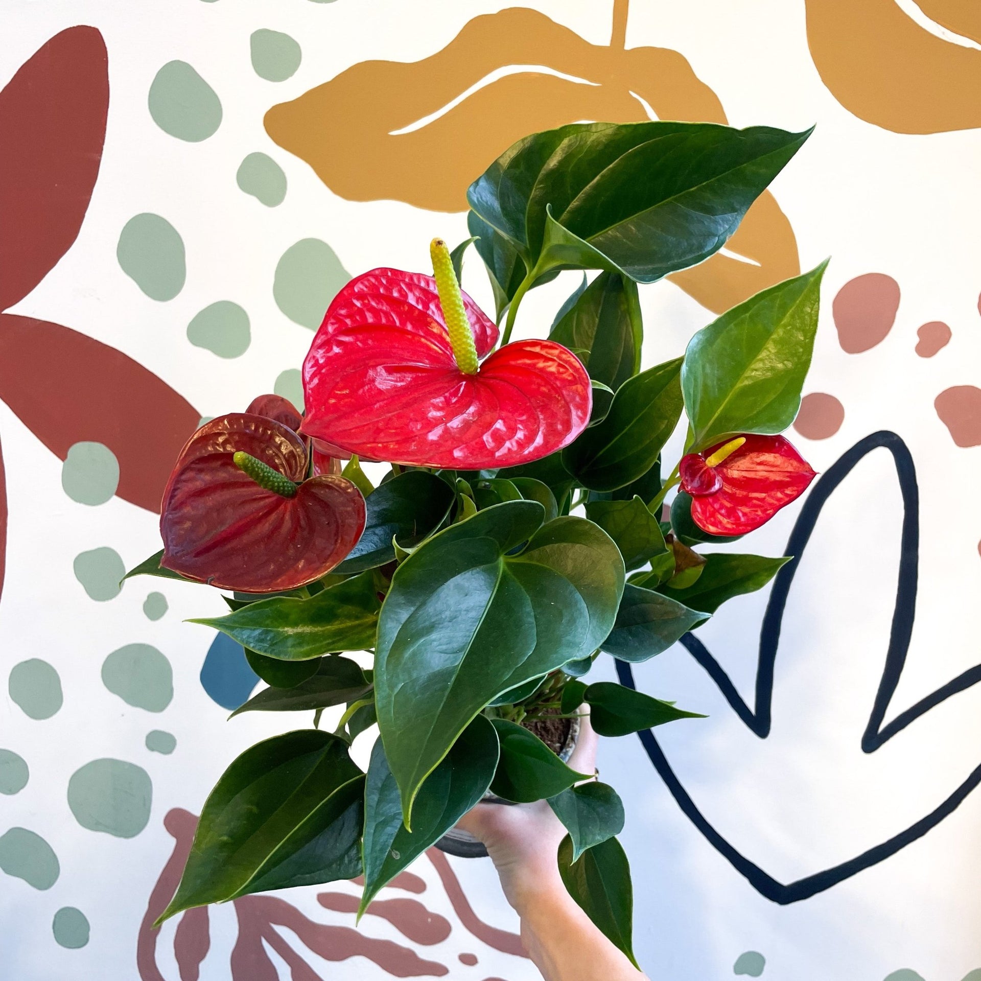 Anthurium andraeanum 'Success Red' - Red Flamingo Flower  Sprouts of  Bristol