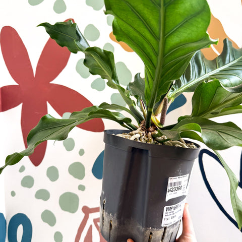 anthurium crassinervium Anthurium crassinervium 'Karma Birdnest' – Sprouts of Bristol