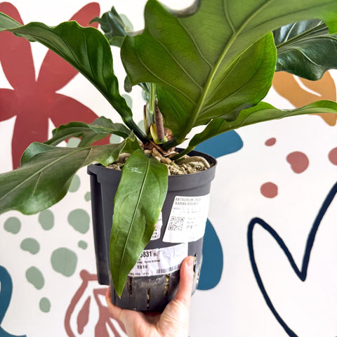 anthurium crassinervium var crispimarginatum Anthurium crassinervium 'Karma Birdnest' – Sprouts of Bristol