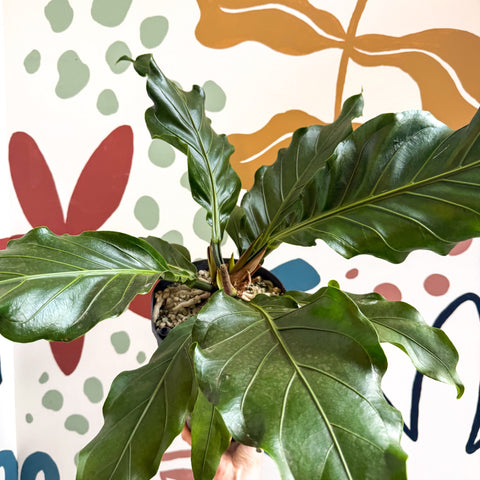 Anthurium crassinervium ‘Karma Birdnest’ - Sprouts of Bristol