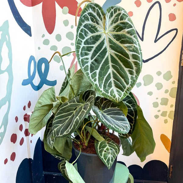 Anthurium crystallinum hybrid 'Karma Crystal' – Sprouts of Bristol