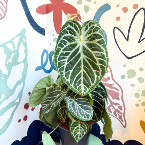anthurium crystallinum hybrid Anthurium crystallinum hybrid 'Karma Crystal' – Sprouts of Bristol