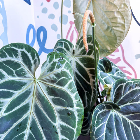 anthurium crystallinum hybrid Anthurium crystallinum hybrid 'Karma Crystal' – Sprouts of Bristol