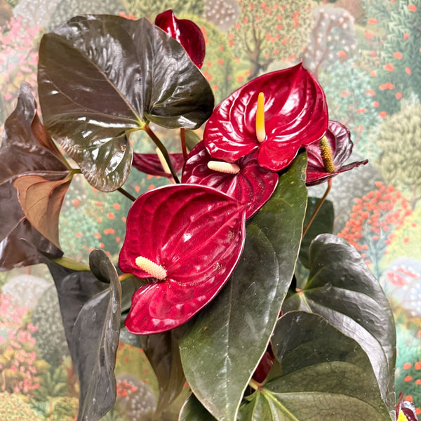 anthurium delicata Anthurium 'Delicata'