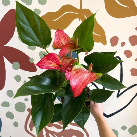 Anthurium ‘Livium Red’ - Flamingo Flower - Sprouts of Bristol