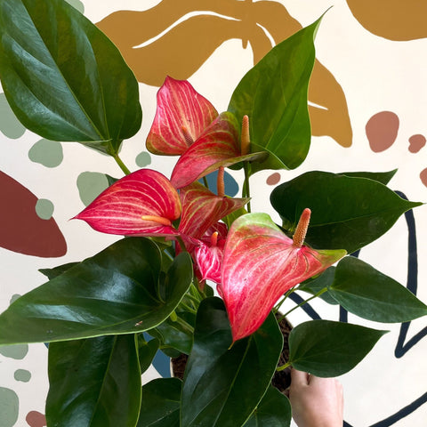 Anthurium ‘Livium Red’ - Flamingo Flower - Sprouts of Bristol
