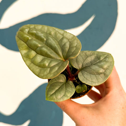 Anthurium luxurians 'Platinum' - Sprouts of Bristol