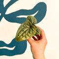 Anthurium luxurians 'Platinum' - Sprouts of Bristol