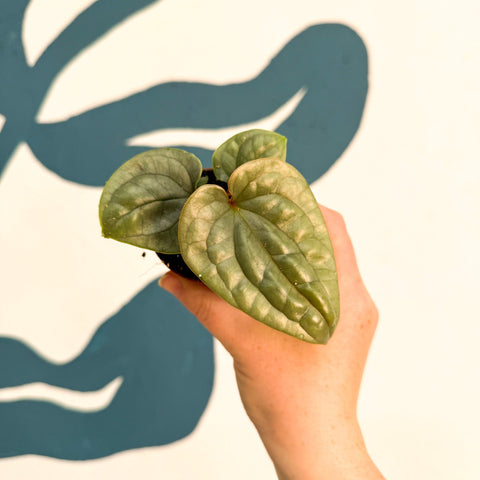 Anthurium luxurians 'Platinum' - Sprouts of Bristol