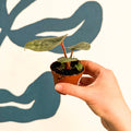 Anthurium luxurians 'Platinum' - Sprouts of Bristol