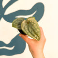 Anthurium luxurians 'Platinum' - Sprouts of Bristol