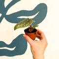 Anthurium luxurians 'Platinum' - Sprouts of Bristol
