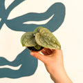 Anthurium luxurians 'Platinum' - Sprouts of Bristol