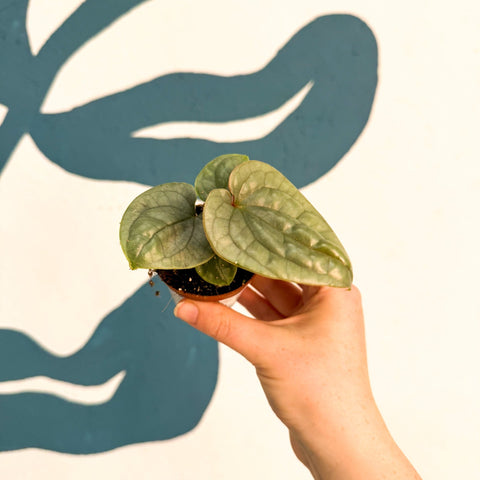 Anthurium luxurians 'Platinum' - Sprouts of Bristol