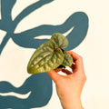 Anthurium luxurians 'Platinum' - Sprouts of Bristol