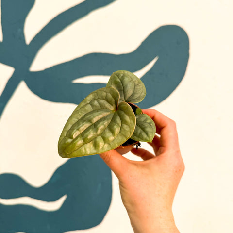 Anthurium luxurians 'Platinum' - Sprouts of Bristol