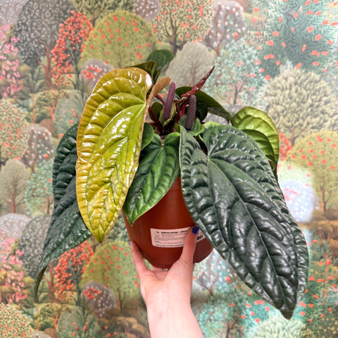 anthurium radicans flower Anthurium luxurians × radicans – Sprouts of Bristol