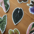 Anthurium luxurians Tropical Houseplant Vinyl Sticker [Beneath the Canopy RHS Collab] - Sprouts of Bristol