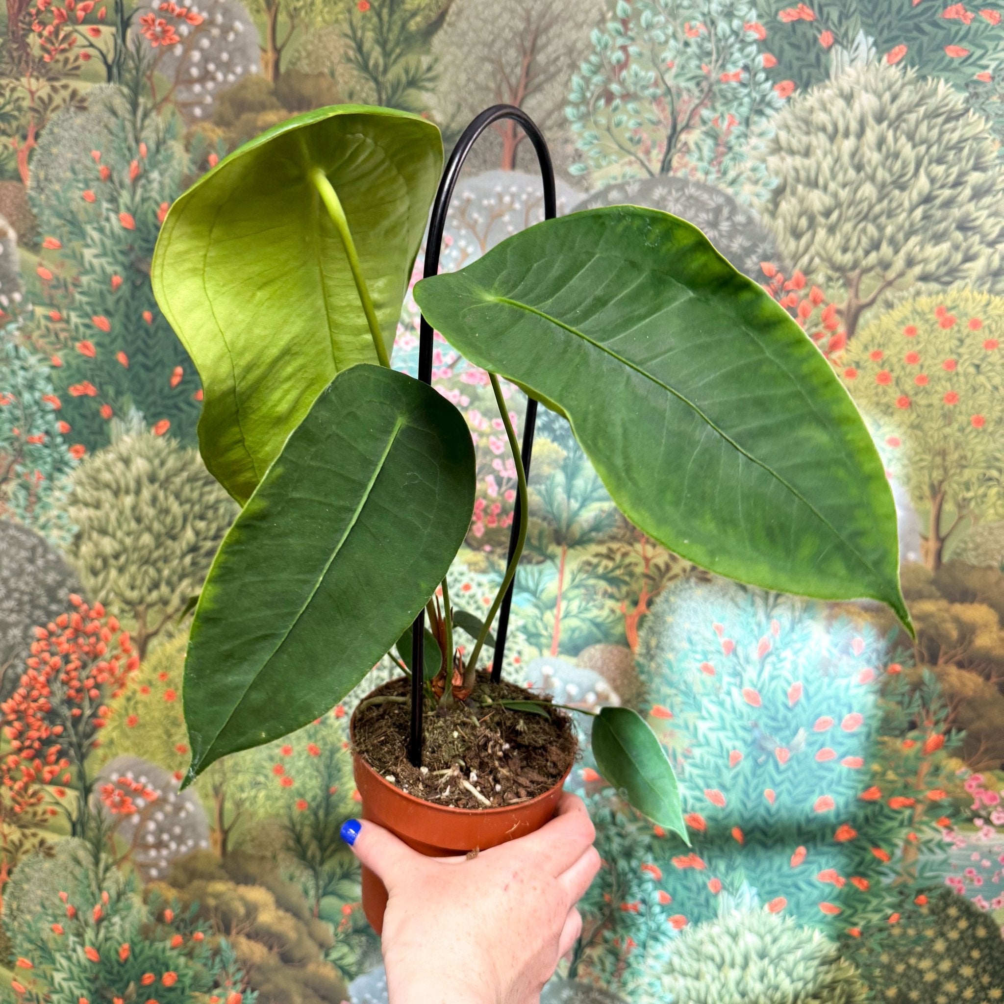 Anthurium peltigerum – Sprouts of Bristol