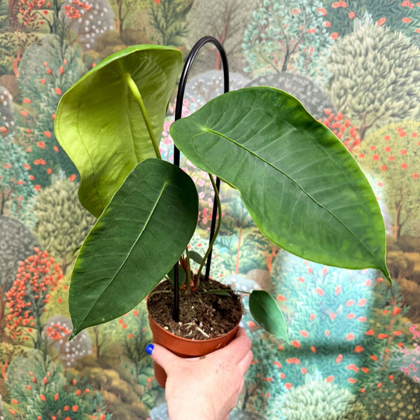 その他観葉植物 Anthurium peltigerum Anthurium peltigerum – Sprouts of Bristol