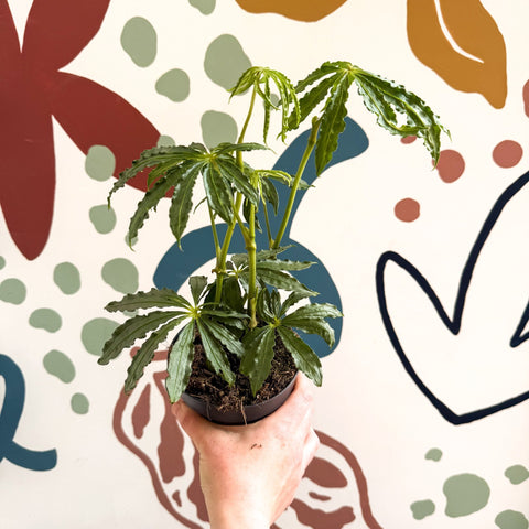 Anthurium polschistum - Sprouts of Bristol