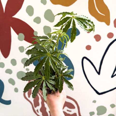 Anthurium polschistum - Sprouts of Bristol