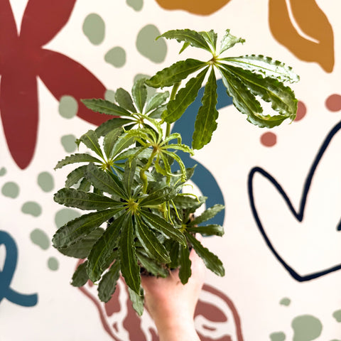 Anthurium polschistum - Sprouts of Bristol