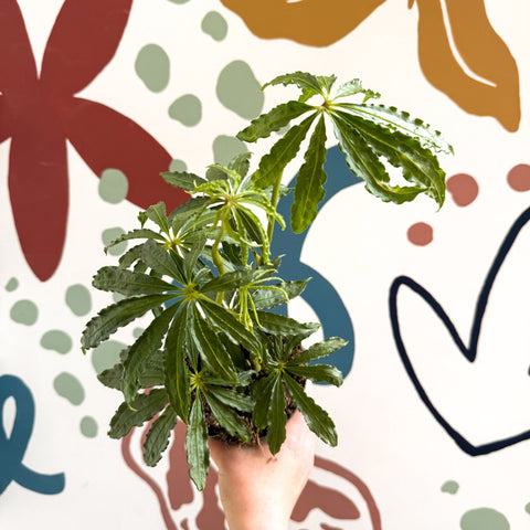 Anthurium polschistum - Sprouts of Bristol