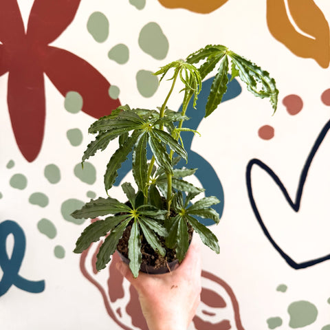 Anthurium polschistum - Sprouts of Bristol