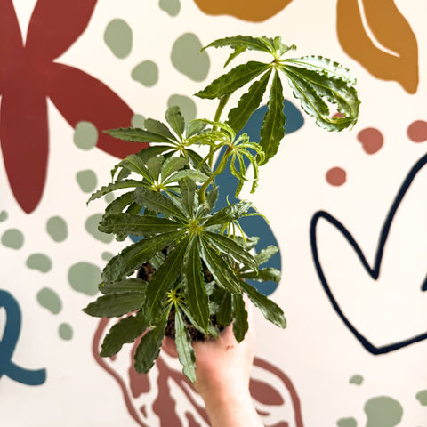 Anthurium polschistum - Sprouts of Bristol