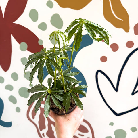 Anthurium polschistum - Sprouts of Bristol