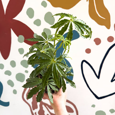 Anthurium polschistum - Sprouts of Bristol