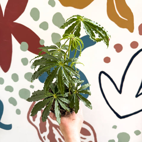 Anthurium polschistum - Sprouts of Bristol