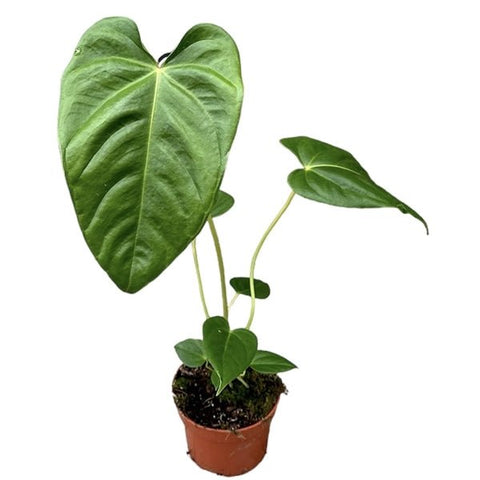 anthurium recavum care Anthurium recavum x recavum – Sprouts of Bristol
