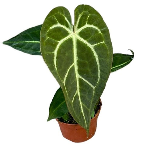 anthurium regale vs magnificum Anthurium regale x magnificum – Sprouts of Bristol