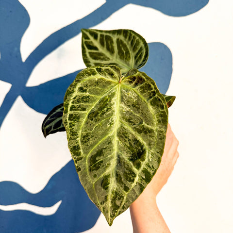 Anthurium ‘Silver Blush Mint’ - Sprouts of Bristol