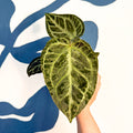 Anthurium ‘Silver Blush Mint’ - Sprouts of Bristol