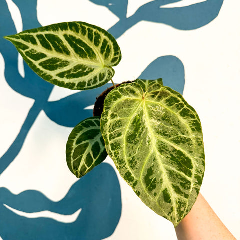 Anthurium ‘Silver Blush Mint’ - Sprouts of Bristol