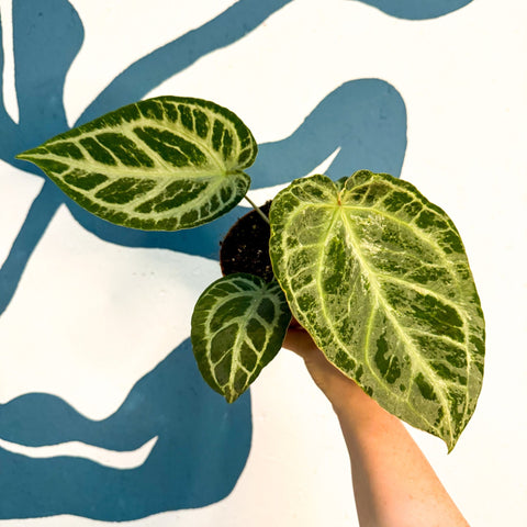 Anthurium ‘Silver Blush Mint’ - Sprouts of Bristol