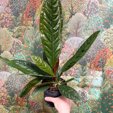 anthurium superbum flower Anthurium superbum – Sprouts of Bristol