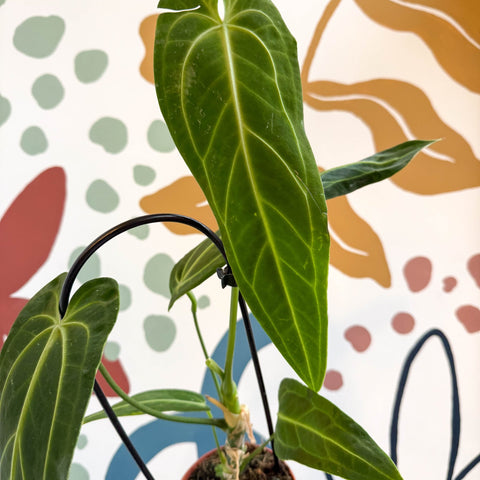 anthurium warocqueanum uk Anthurium warocqueanum